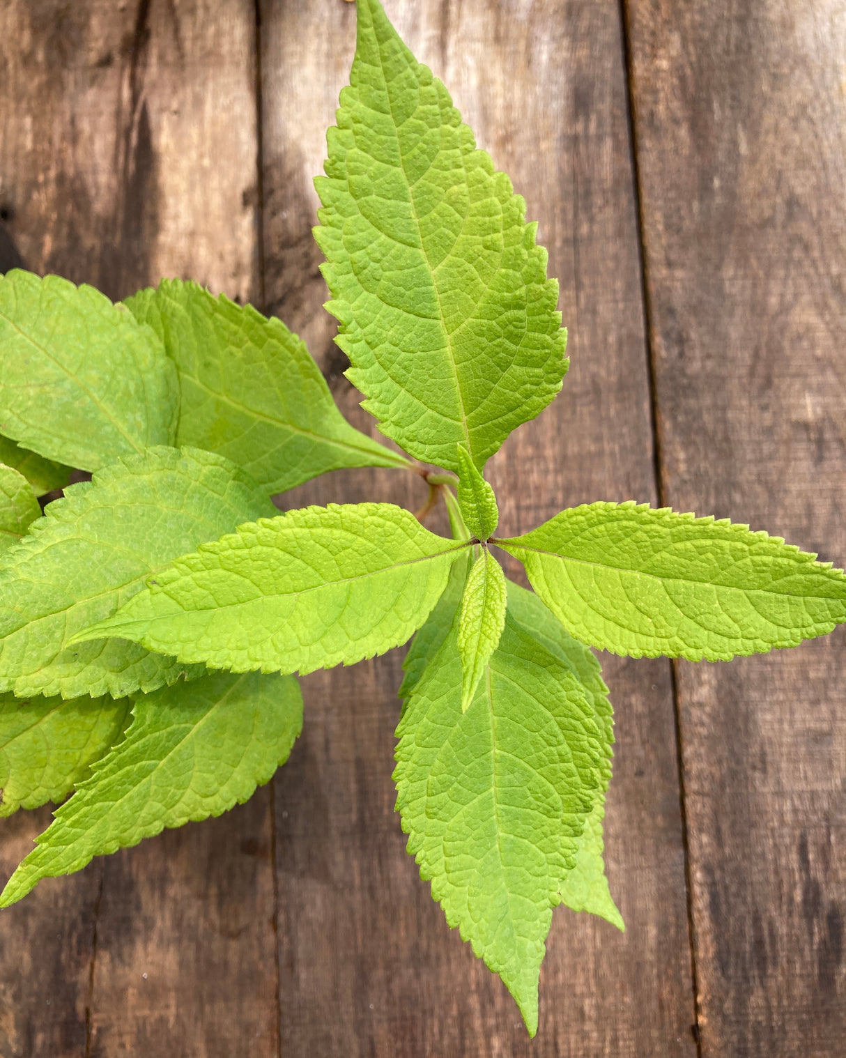 Sweet Joe Pye Weed Potted Plant For Sale
