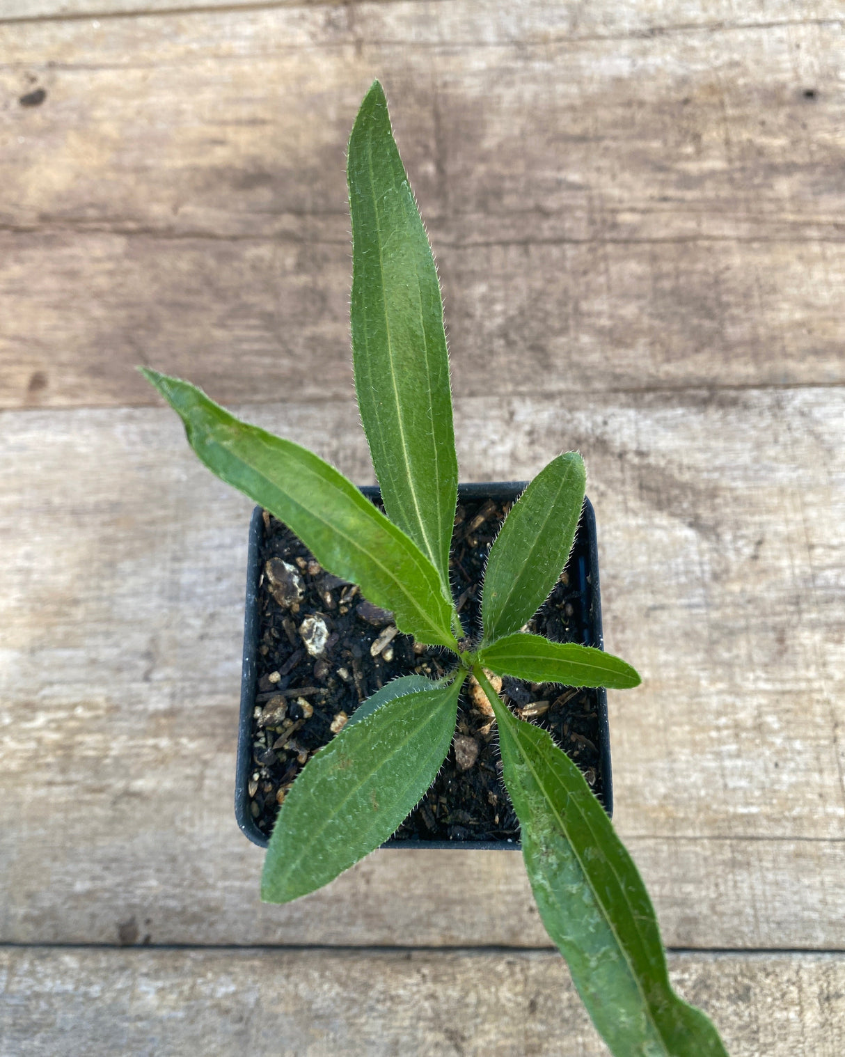 Tennessee Coneflower Potted Plant For Sale