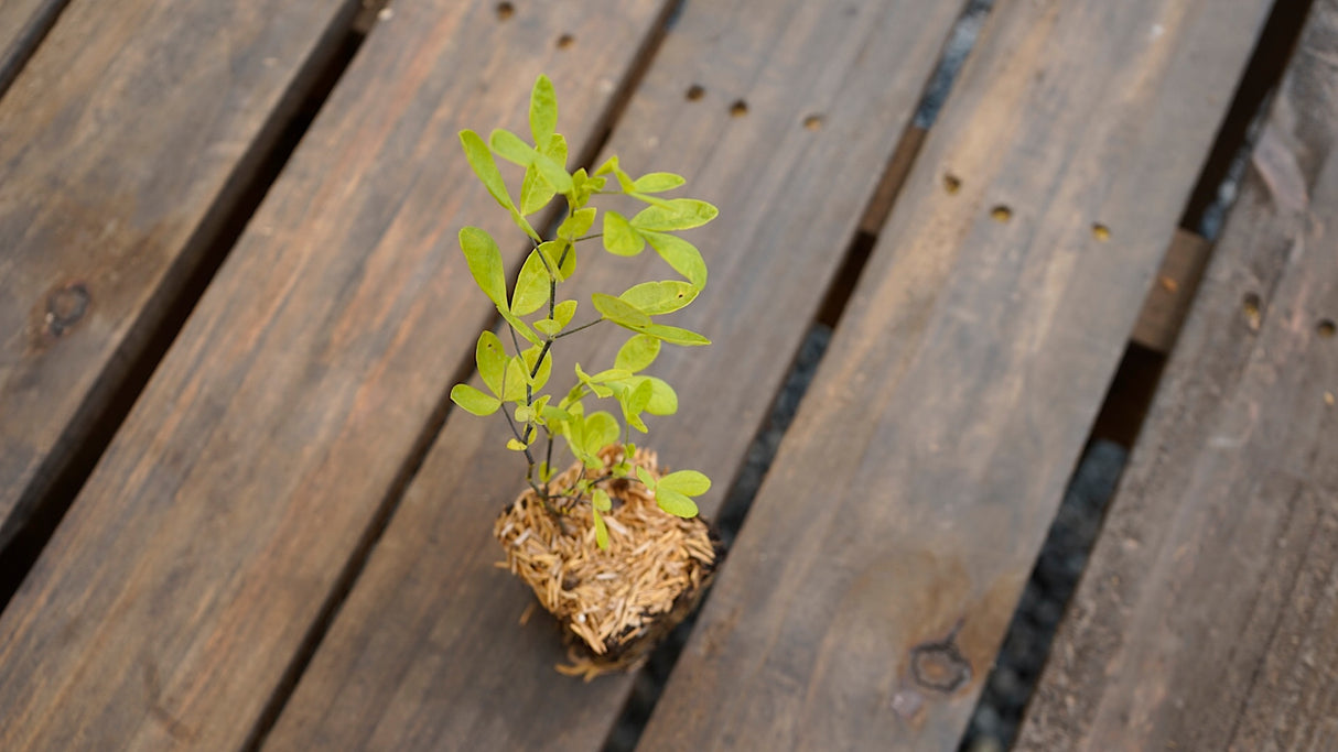 Thermopsis caroliniana carolina lupine potted plant for sale