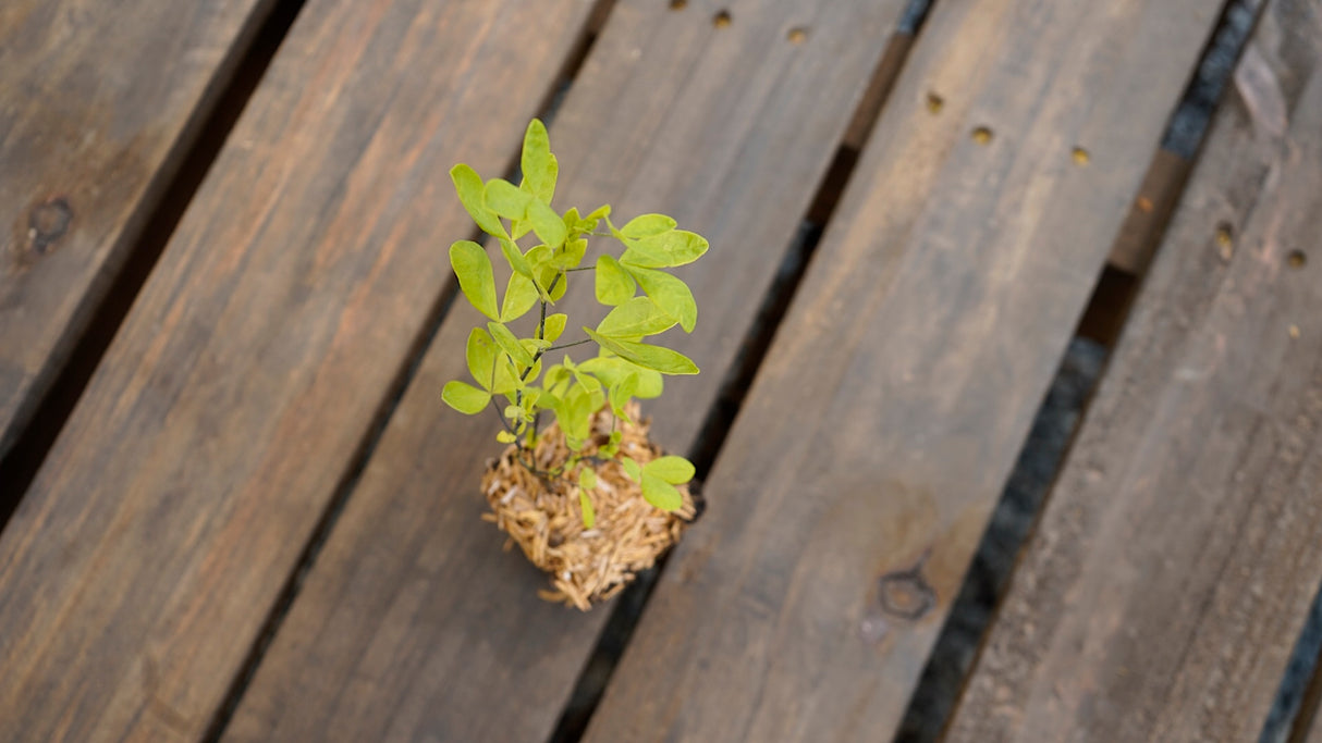 Thermopsis caroliniana carolina lupine potted plant for sale