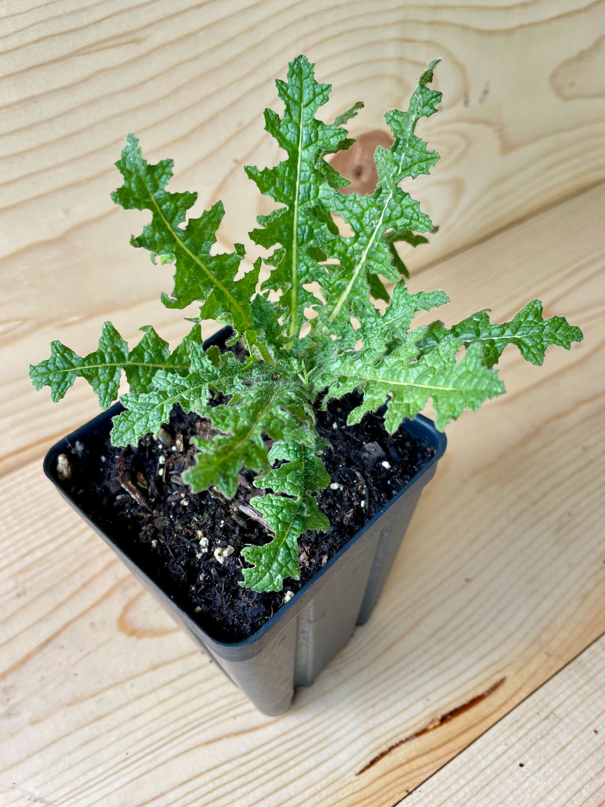 Thistle, Blessed Organically Grown Native Plants for Sale