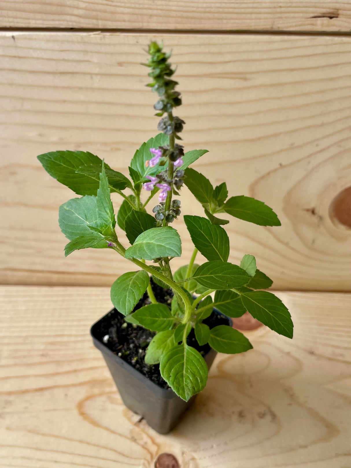 Tulsi, Kapoor Sacred Organically Grown Native Plants for Sale