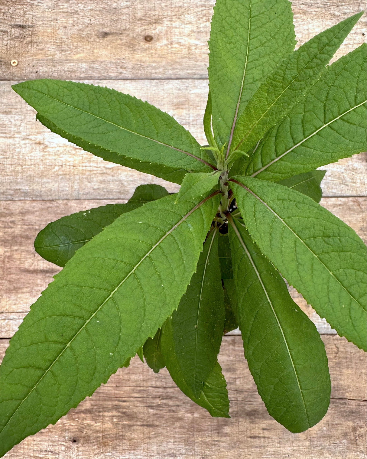 Vernonia novaboracensis New York ironweed potted plant for sale