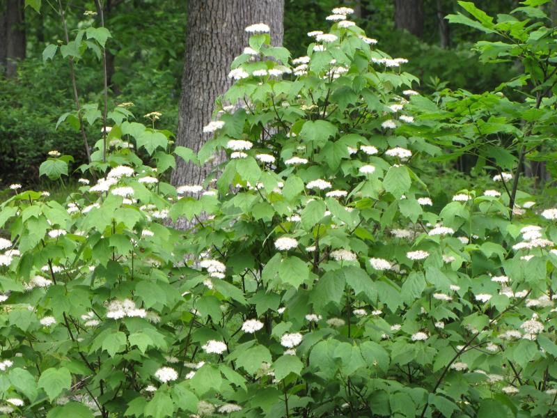 Mapleleaf Viburnum Bare Root Native Shrub For Sale