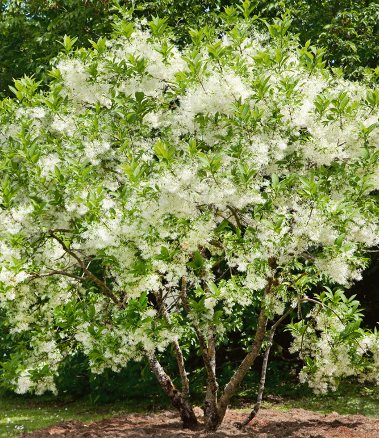White Fringe Bare Root Native Tree For Sale