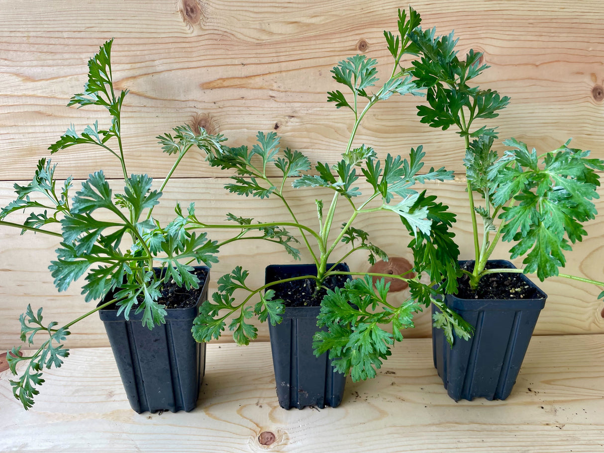 Wormwood Organically Grown Native Plants for Sale 2