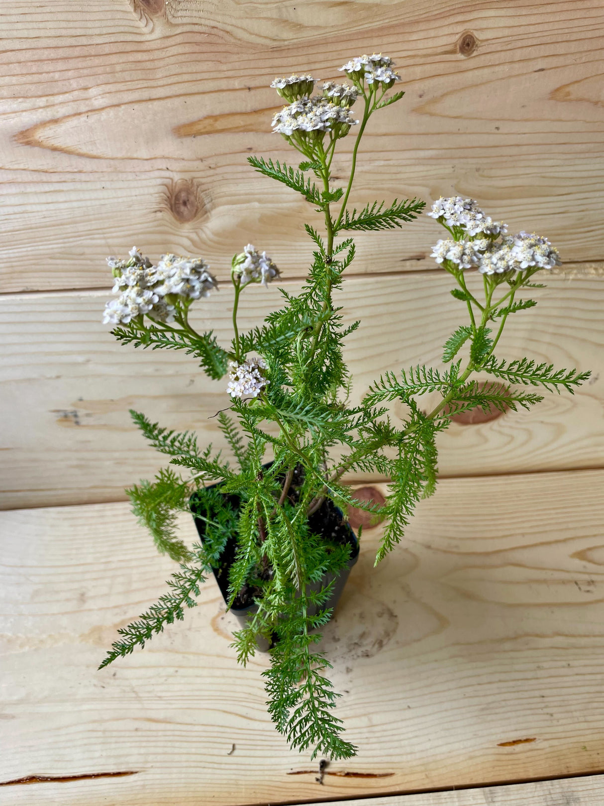 Yarrow Organically Grown Native Plants for Sale