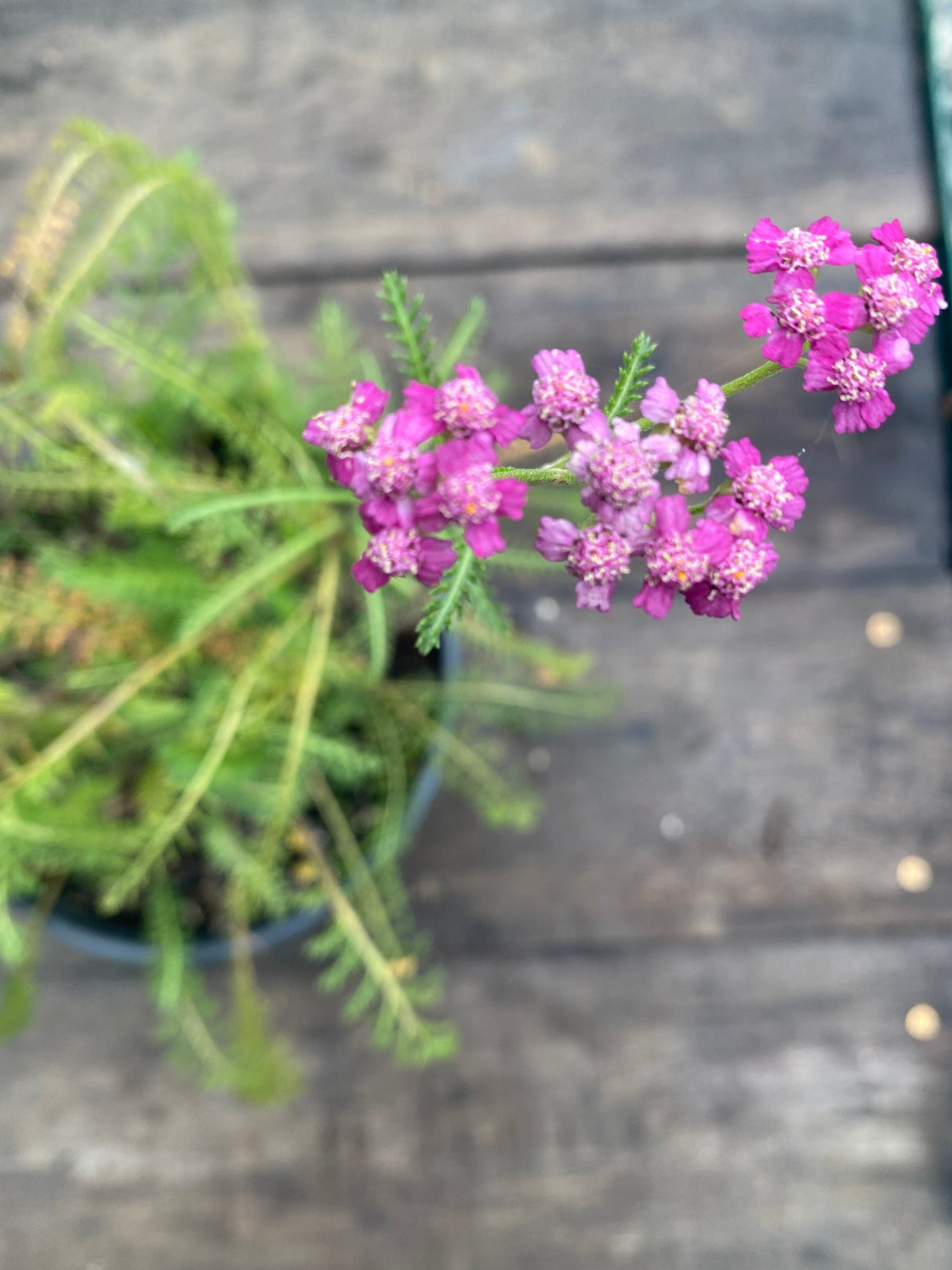 Yarrow, Flowerburst Potted Plant For Sale