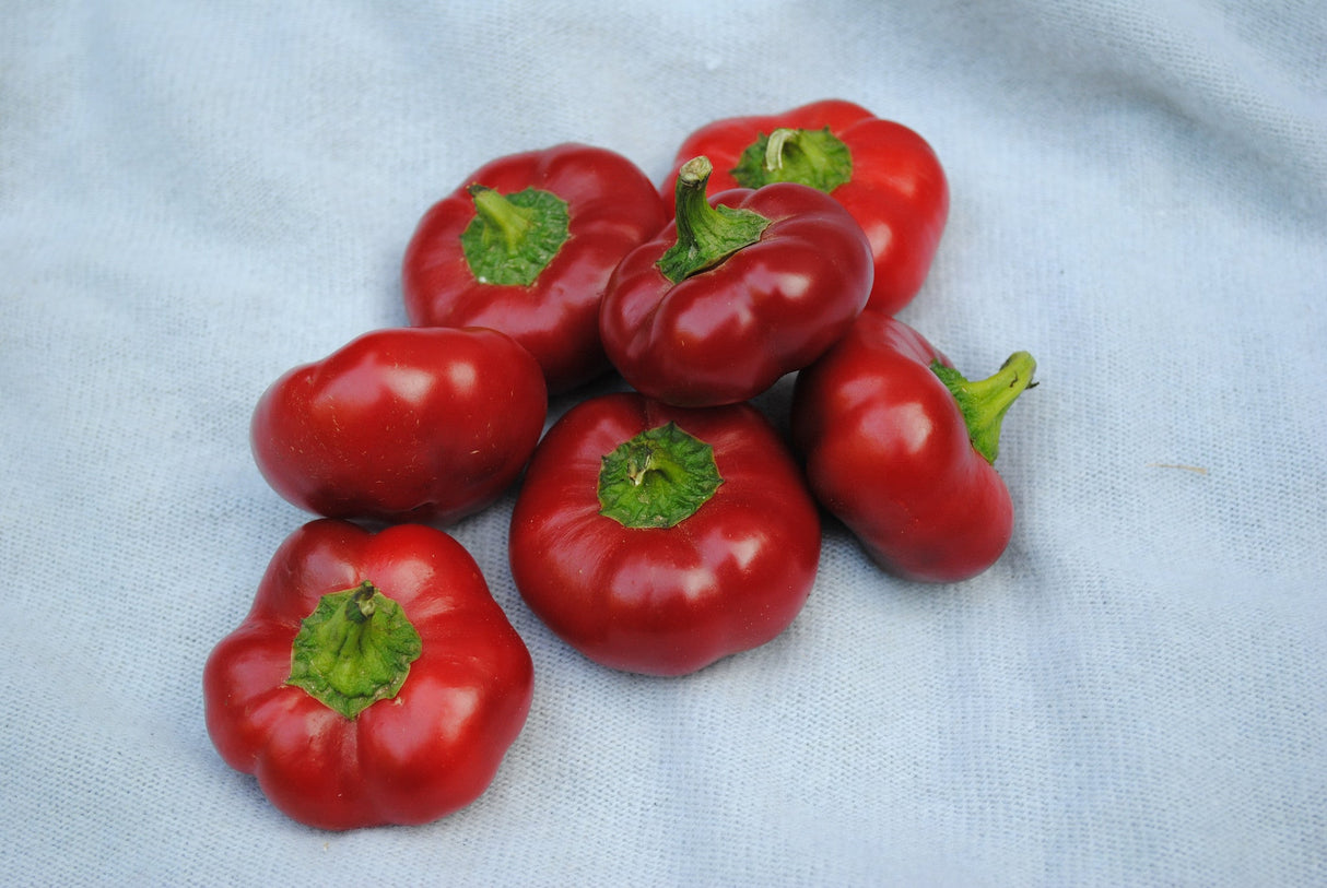 Seeds, Pepper Ashe County Pimento