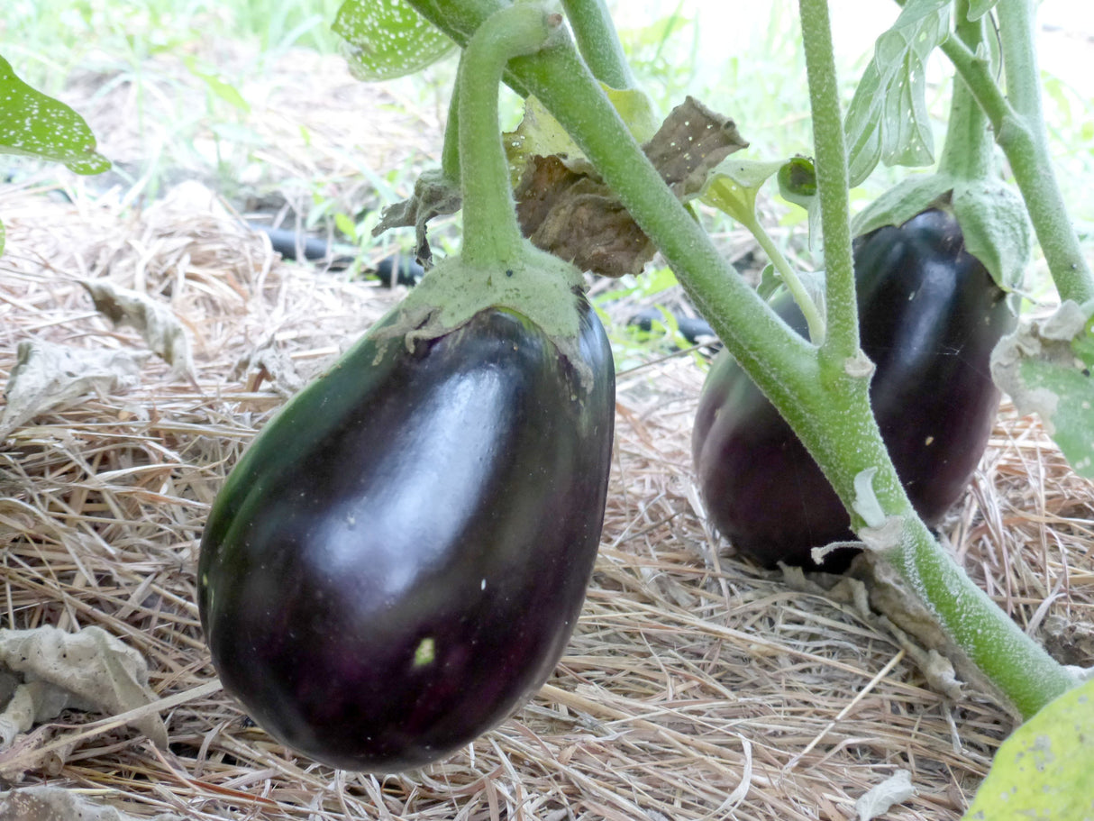 Seeds, Eggplant Black Beauty
