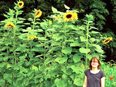 Seeds, Sunflower Mammoth