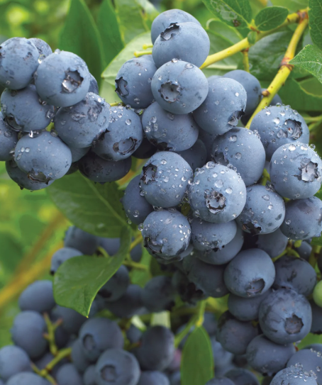 Blueberry, Duke, Bare Root Tree For Sale