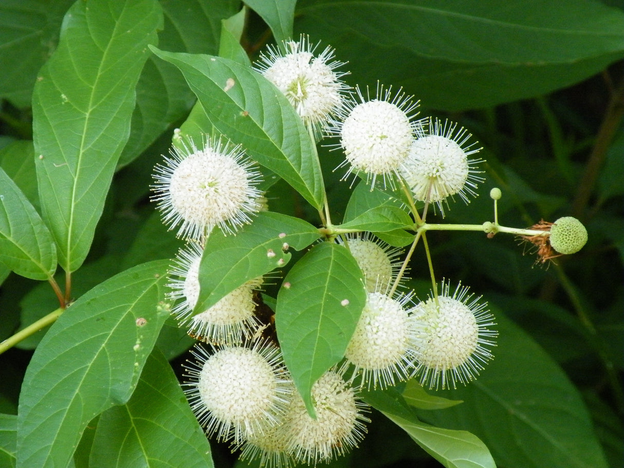 Buttonbush Bare Root Native Shrubs for Sale