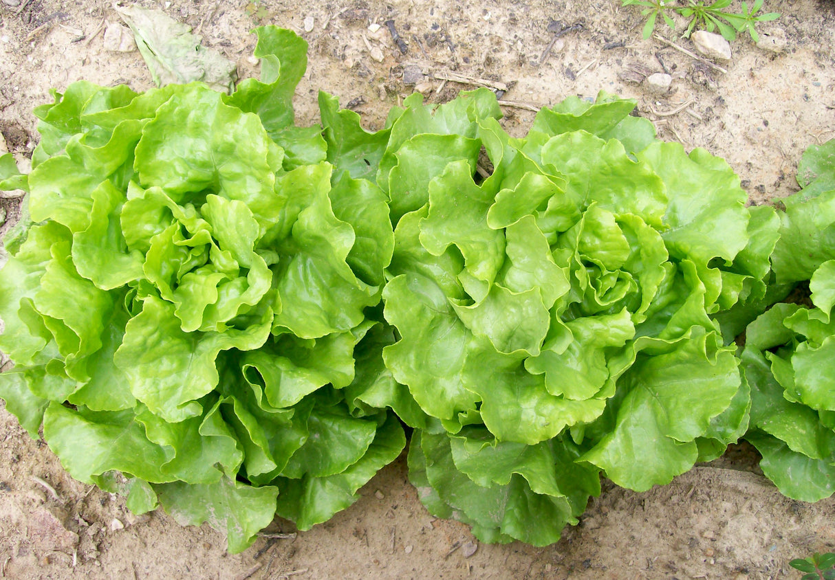 Seeds, Lettuce Capitan