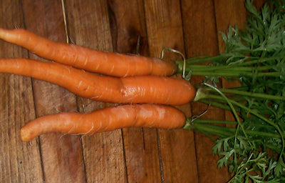 Seeds, Carrot Imperator (Tendersweet)