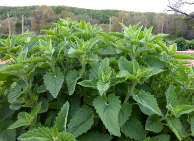 Seeds, Catnip