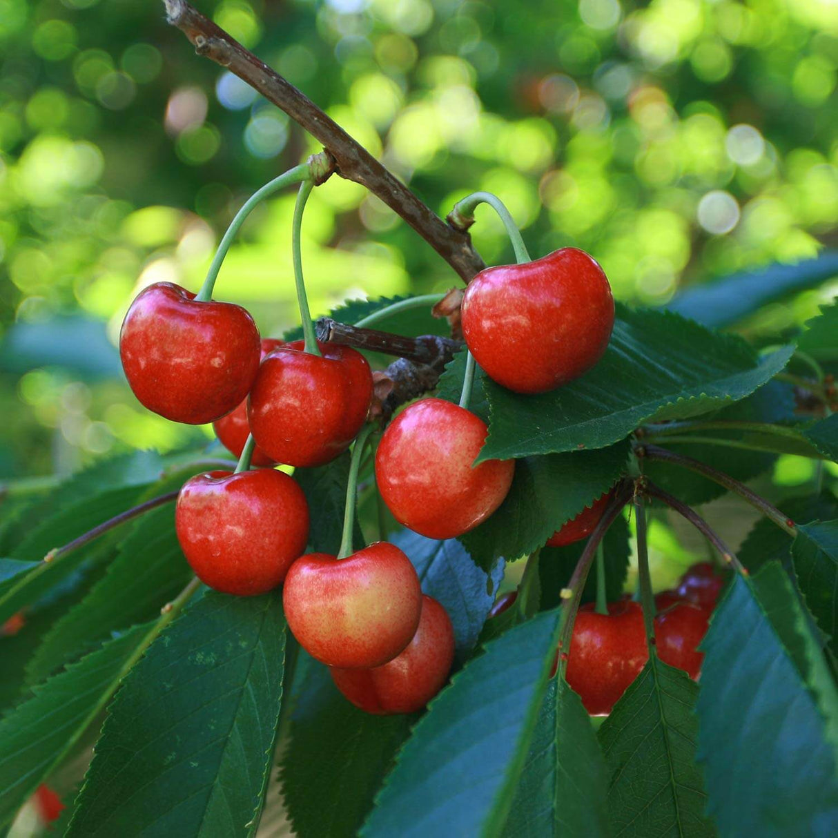 Bing Cherry Bare Root Tree For Sale