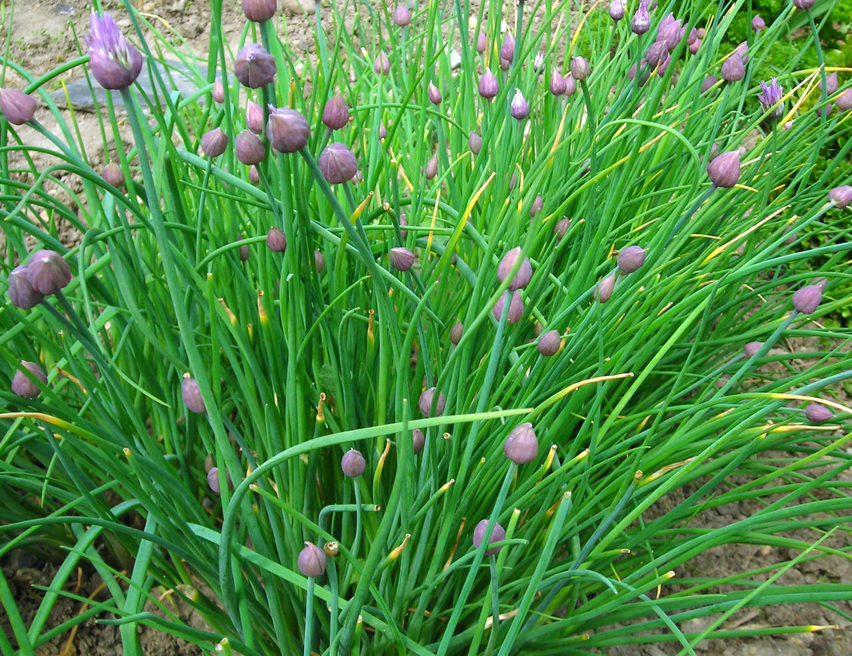 Seeds, Chives