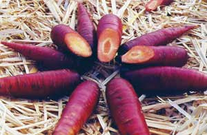 Seeds, Carrot Cosmic Purple