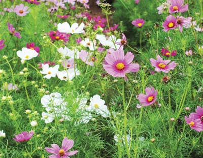 Seeds, Cosmos Early Sensation Mix