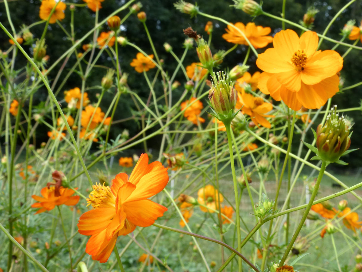 Seeds, Cosmos Mona's Orange