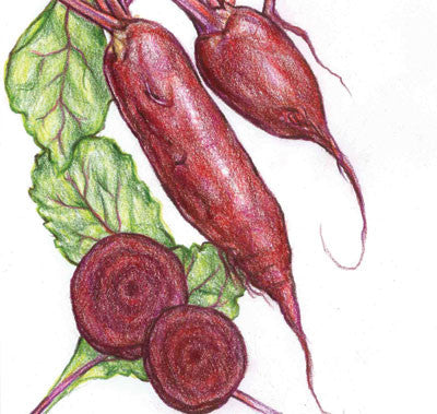 Seeds, Beet, Cylindra