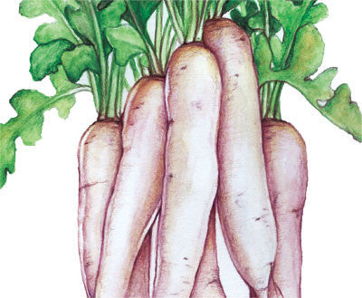 Seeds, Daikon Miyashige White