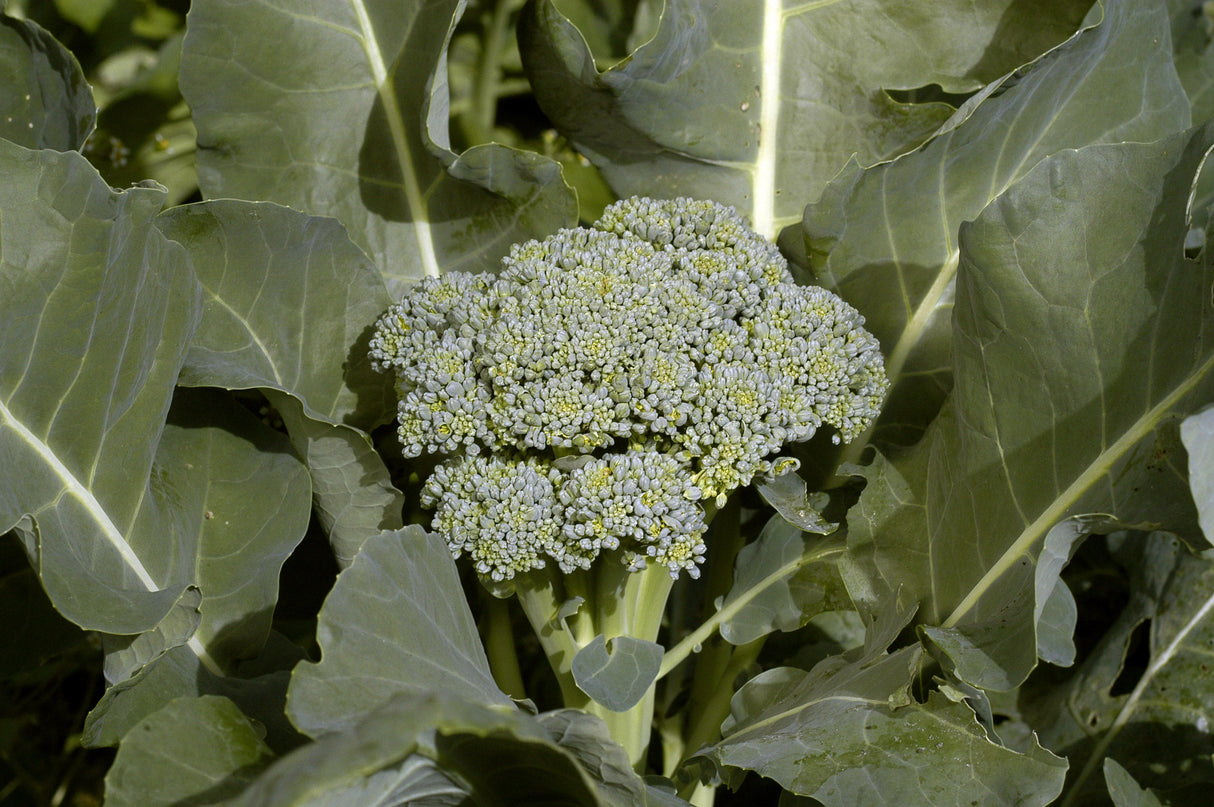 Seeds, Broccoli De Cicco