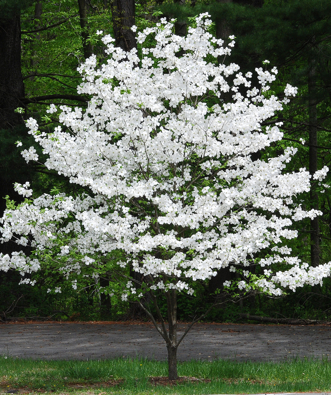 Cherokee Princess White Dogwood Bare Root Native Tree For Sale