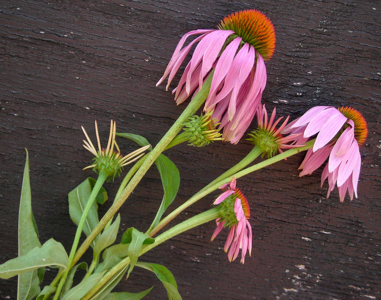 Seeds, Echinacea Purpurea (Coneflower)