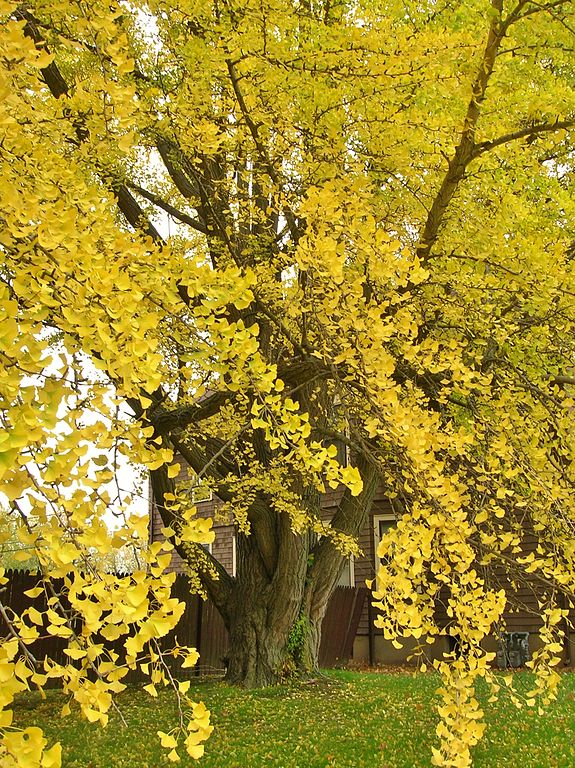 Ginkgo Bare Root Medicinal Tree For Sale