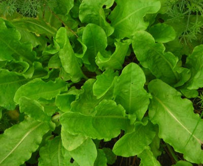 Seeds, Sorrel Garden