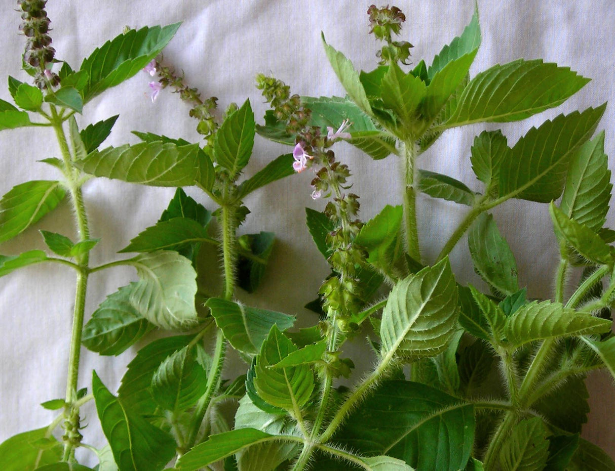 Seeds, Basil Kapoor Tulsi