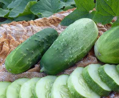 Seeds, Cucumber Homemade Pickles