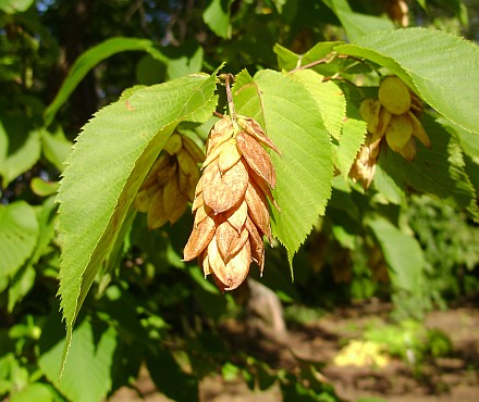 American Hophornbeam (Ironwood) Bare Root Native Tree For Sale