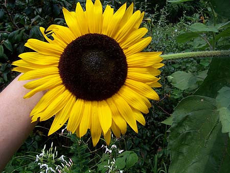 Seeds, Sunflower Hopi Dye