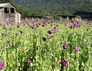 Seeds, Poppy Breadseed, Hungarian Blue