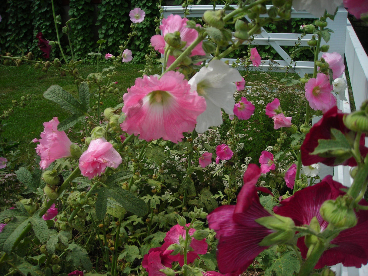 Seeds, Hollyhock Outhouse