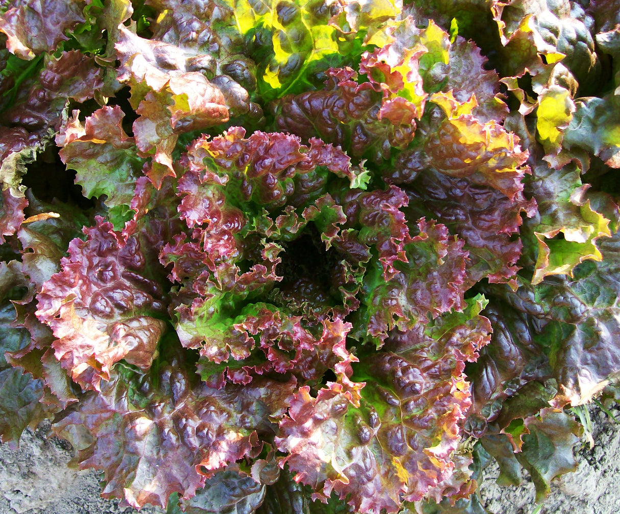 Seeds, Lettuce Red Sails