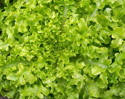 Seeds, Lettuce Salad Bowl