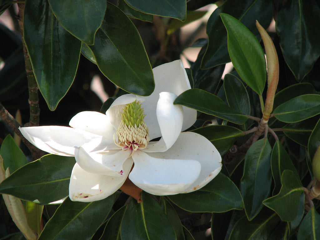 Southern Magnolia Bare Root Native Tree For Sale