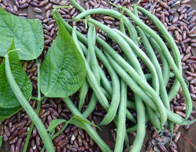 Seeds, Bean Maxibel