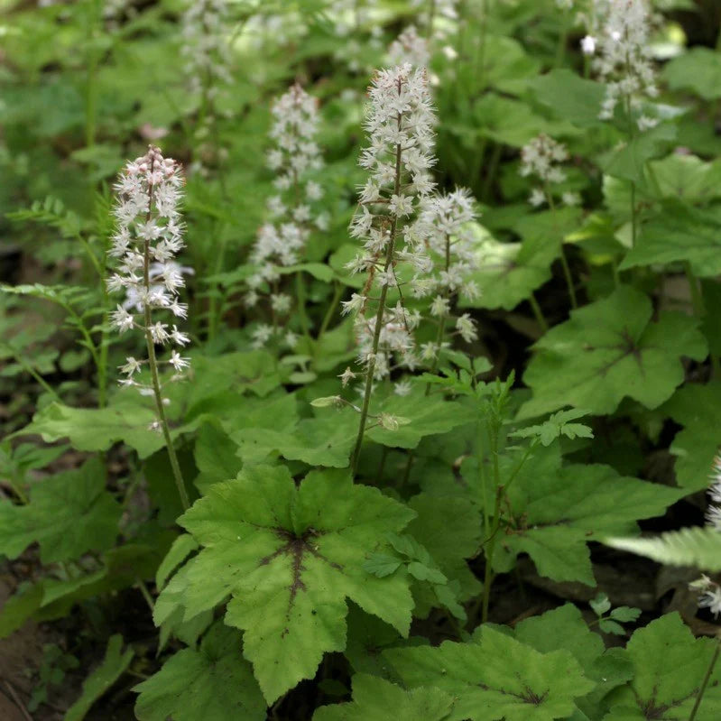 Foamflower, 'Brandywine'