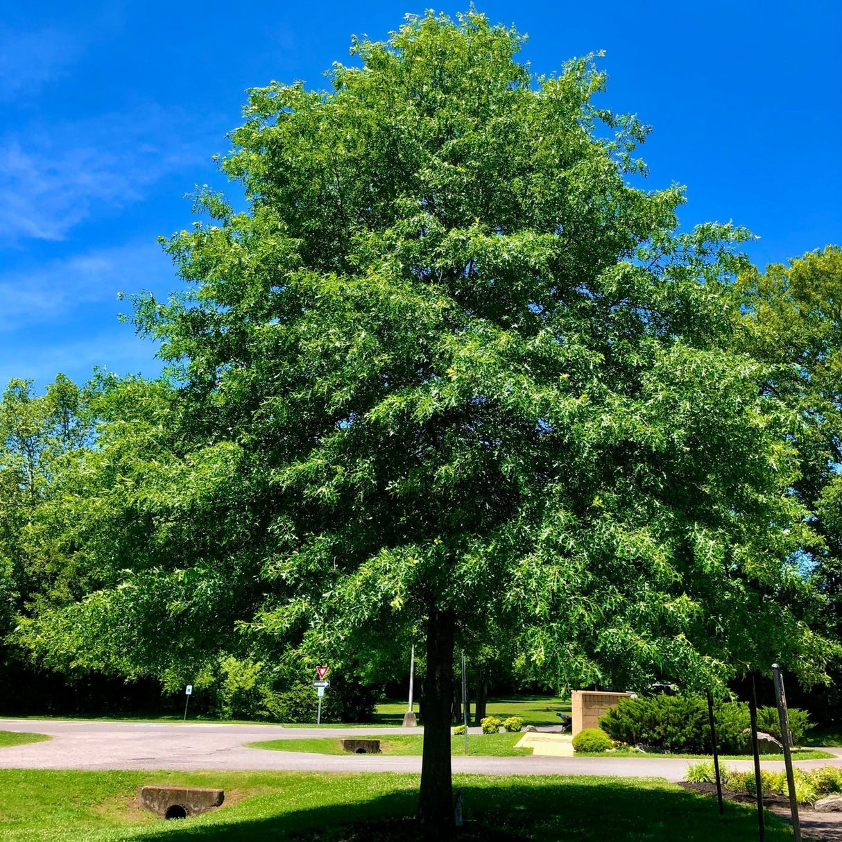 Pin Oak Native Tree For Sale