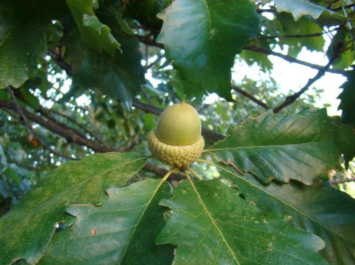 Swamp Chestnut Oak Bare Root Native Tree For Sale – The Farm Connection