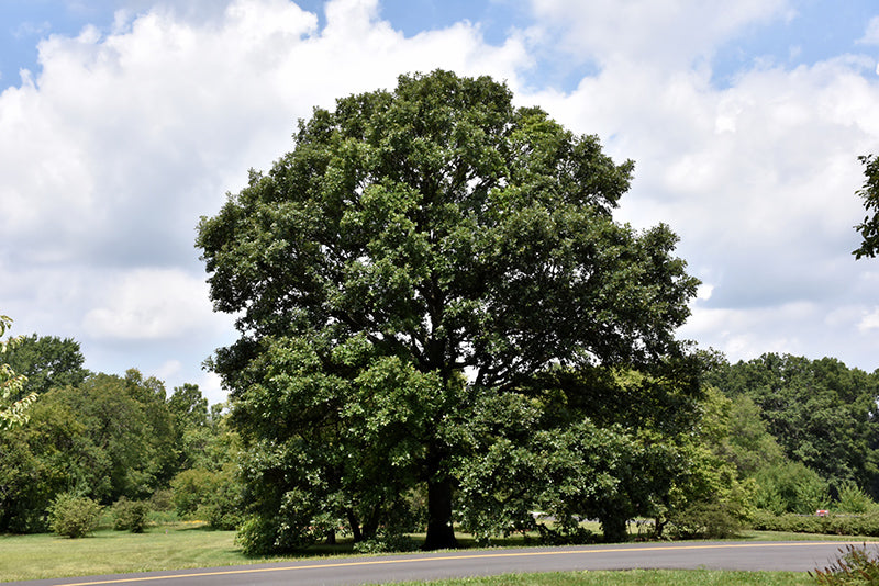 Swamp White Oak Tree For Sale