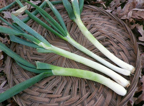 Seeds, Bunching Onion Evergreen Hardy White