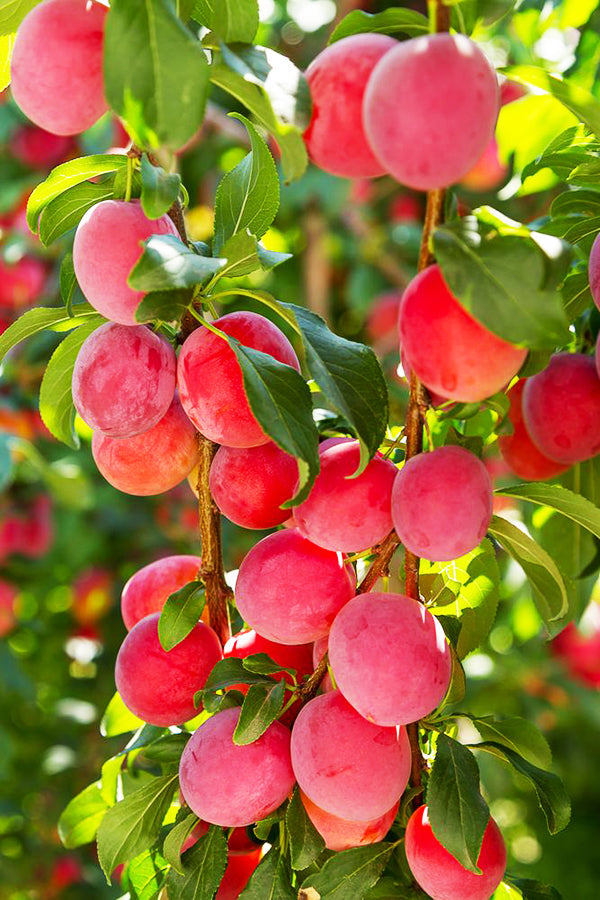 A.U. Rosa Plum Tree For Sale