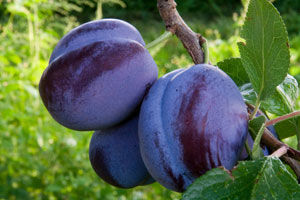 Blue Damson Bare Root Plum Tree For Sale