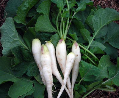 Seeds, Radish White Icicle (Lady Finger)